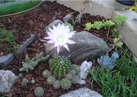 Creare giardino roccioso idee per la casa syafir.com Creare un piccolo giardino in casa