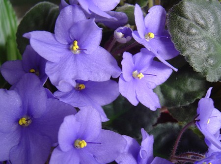 violetta-africana