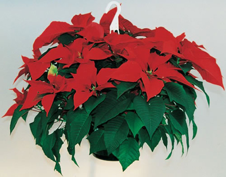 Regalare Una Stella Di Natale.Stella Di Natale Euphorbia Pulcherrima