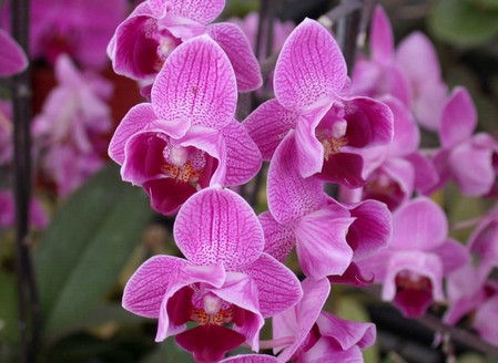 phalaenopsis