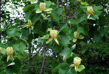 albero dei tulipani