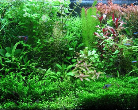 piante da acquario