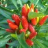 Come coltivare il peperoncino in vaso