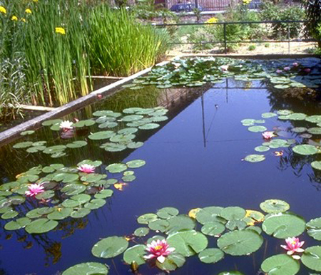 giardino acquatico