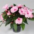 Coltivare le Impatiens in vaso