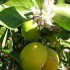 La coltivazione dei limoni