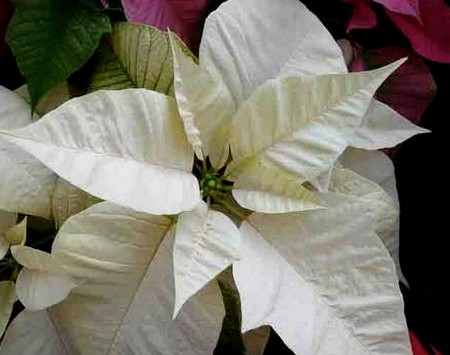 Stella Di Natale Bianca Prezzo.Stella Di Natale Euphorbia Pulcherrima
