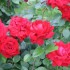Come coltivare le rose in vaso