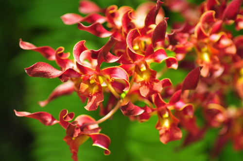 orchidea-rossa