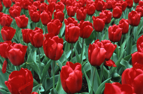 tulipano-rosso