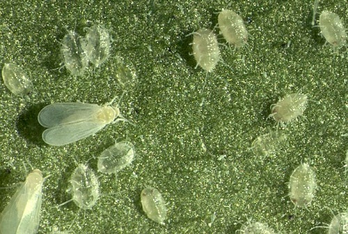 mosca bianca aleurodide parassita
