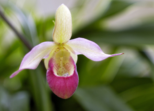 orchidea-Cypripedium