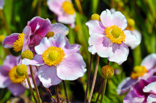 significato fiori anemone