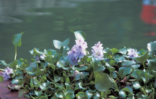 piante fiorite giardino acquatico