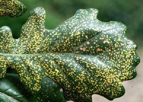 fillossera quercia insetto parassita