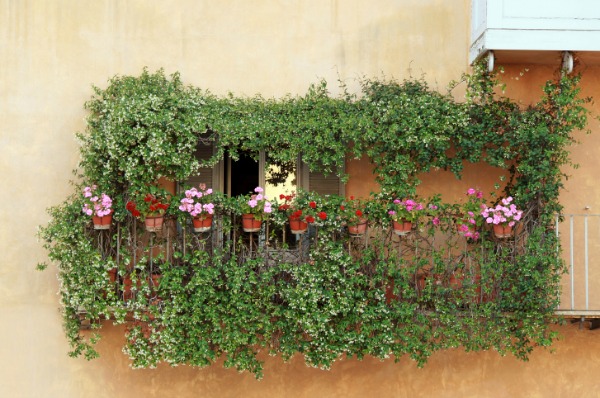 rampicante da terrazzo