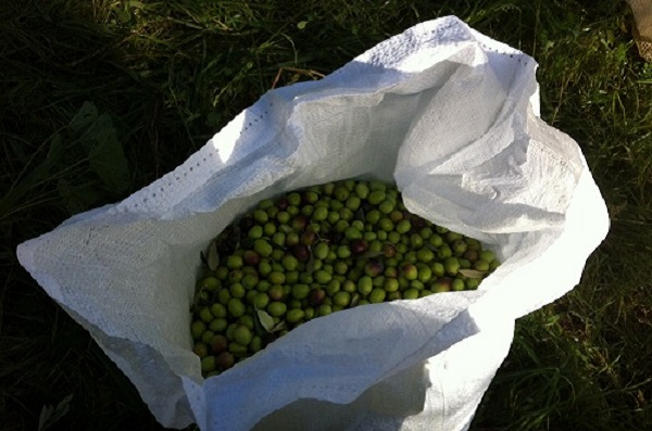 olive nel sacco