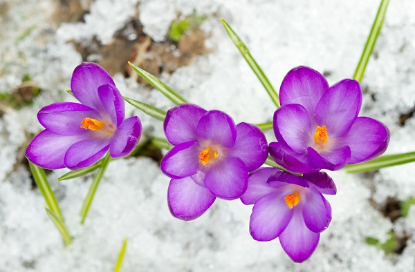 fiori che sfidano neve foto
