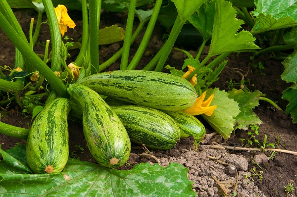 5 consigli coltivare zucchine