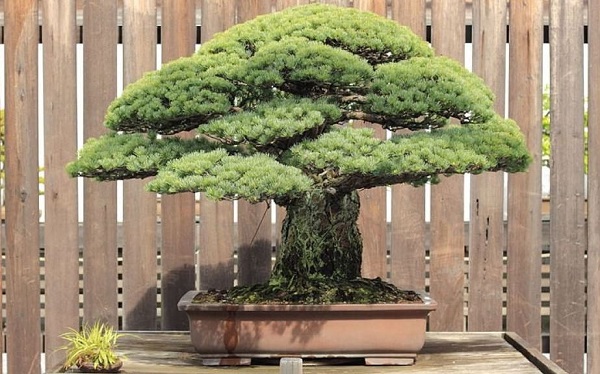 bonsai arboretum