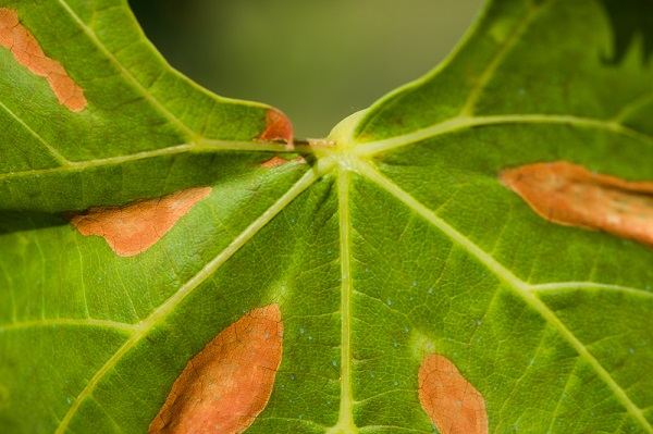 effetti xylella su foglie