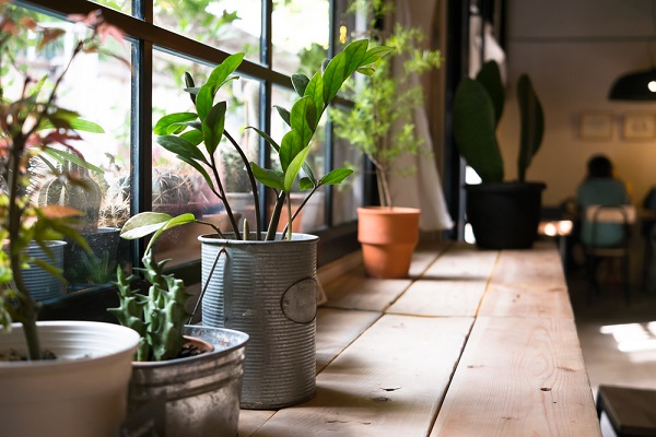 piante su mensola appartamento