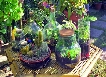 Giardini in bottiglia (seconda parte), i contenitori e le piante più adatte