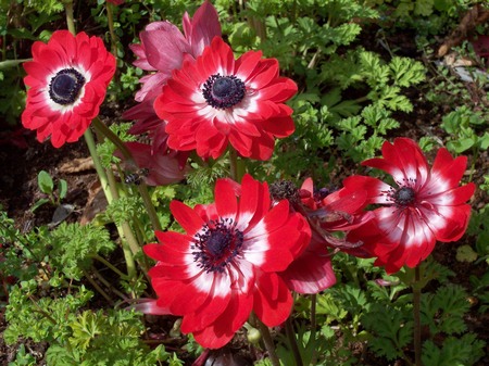 Anemone_coronaria_