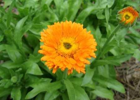 Calendula