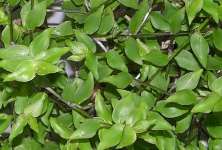 Tradescantia albiflora