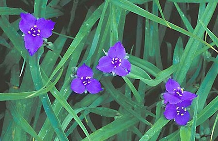 Tradescantia virginiana