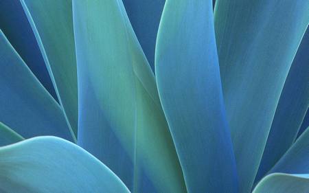 agave