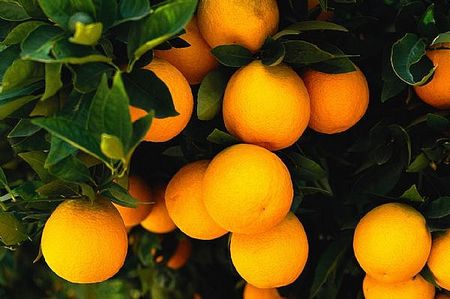 Albero di arancio, caratteristiche e cure