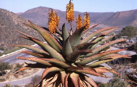 Aloe, pianta semplice e dal fascino esotico 