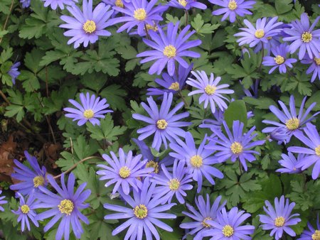 anemone blanda