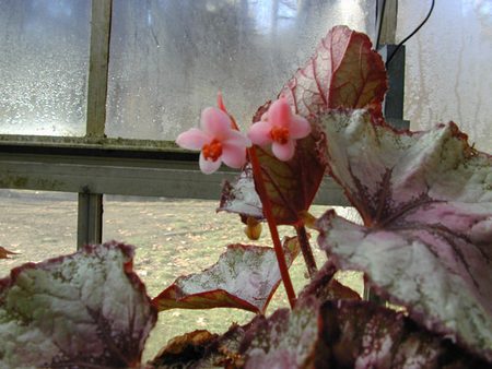 begonia-rex