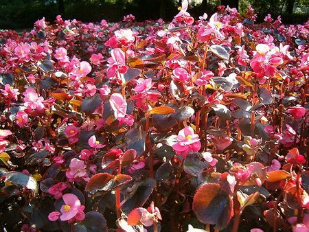 begonia-semperflorens