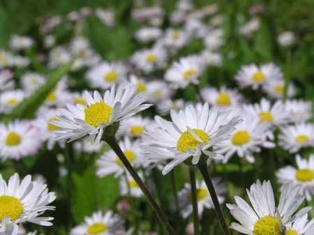 daisies