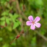 geranium robertianum