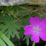 geranium_sanguineum