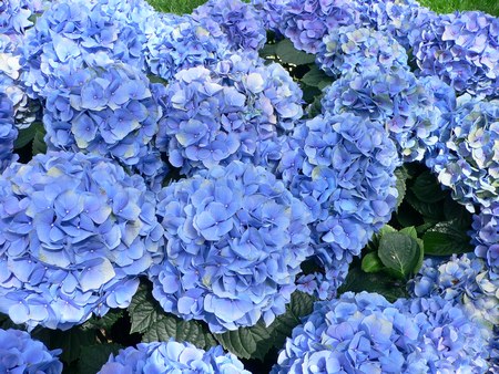 hydrangea_macrophylla_-_hortensia_hydrangea