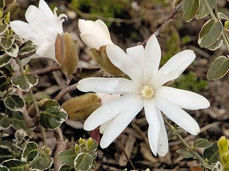 magnolia stellata