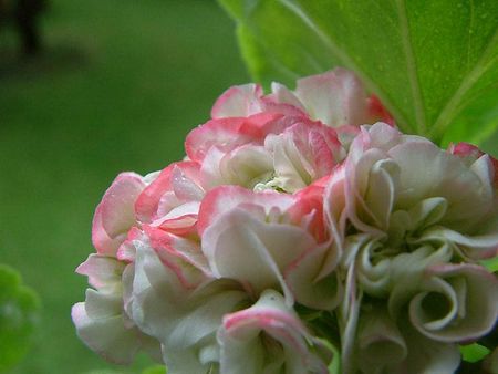 pelargonium-apple-blossom-rosebud