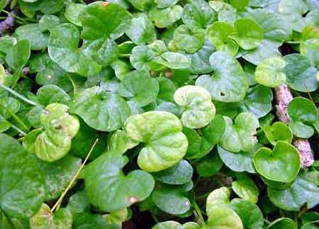 piante_tappezzanti_dichondra_repens