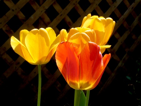 Bulbose primaverili, il tulipano