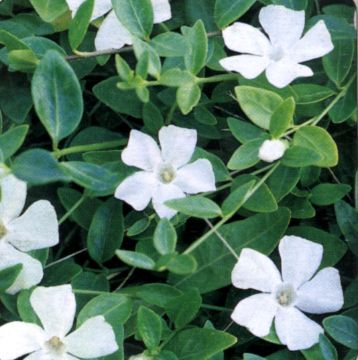 pervinca