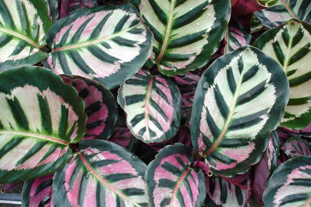 Calathea