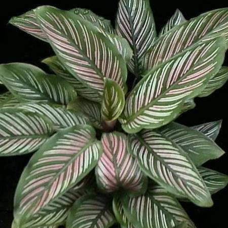 Calathea_ornata