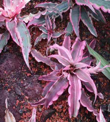 Cryptanthus