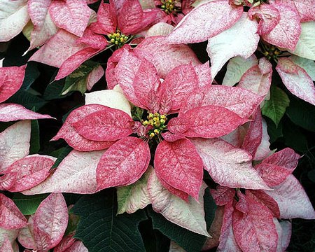 Stella Di Natale Talea.Euforbia Non Solo Stella Di Natale Pollicegreen